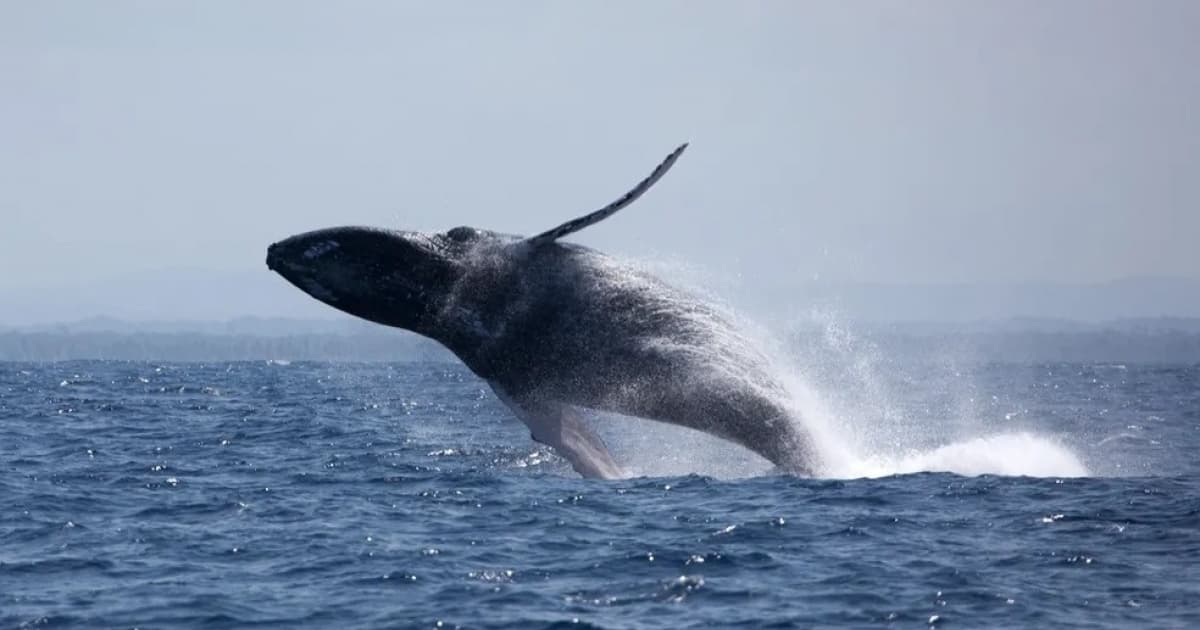 Setor hoteleiro de Prado, na Bahia, se prepara para temporada das baleias jubartes