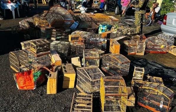 Cerca de 240 aves silvestres são resgatadas em feira livre na RMS; seis pessoas foram presas