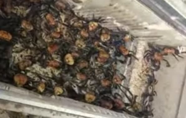 Operação resgata cerca de 13 mil caranguejos de criadouros ilegais em Porto Seguro