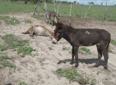 Ouriçangas: População denuncia morte de mais de 200 equinos devido a maus-tratos