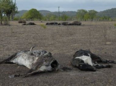 Deputado pedirá ao governo suspensão do ICMS para transporte de gado na Bahia