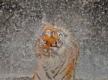 Fotografia &#039;Explosão&#039;, de Ashley Vicent, é grande vencedora do concurso da National Geographic