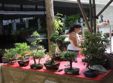 Palacete das Artes promove mostra e oficinas de bonsais