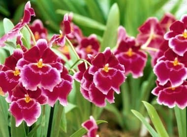 Dique do Tororó recebe primeira Mostra de Orquídeas neste fim de semana