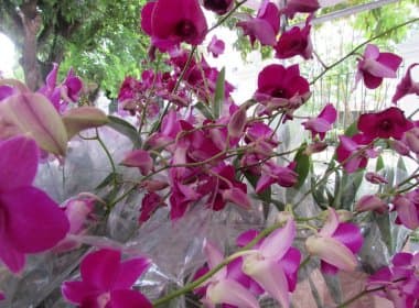 Palacete das Artes celebra chegada da primavera com feira de orquídeas
