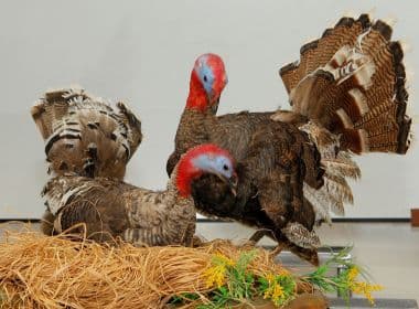 Museu da Anatomia Animal é aberto para visitação até 2 de dezembro na Fenagro 