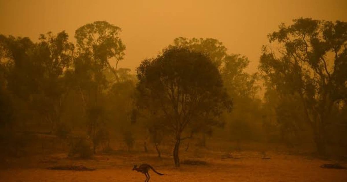 Mais de 1 bilhão de animais já foram mortos em incêndios na Austrália, diz professor