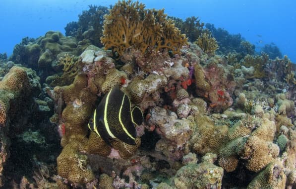 40 anos do Parque Nacional Marinho dos Abrolhos; veja atividades