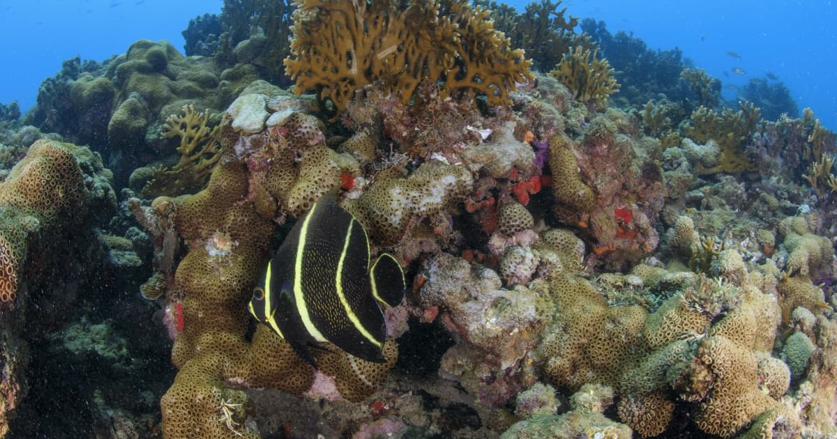 40 anos do Parque Nacional Marinho dos Abrolhos; veja atividades