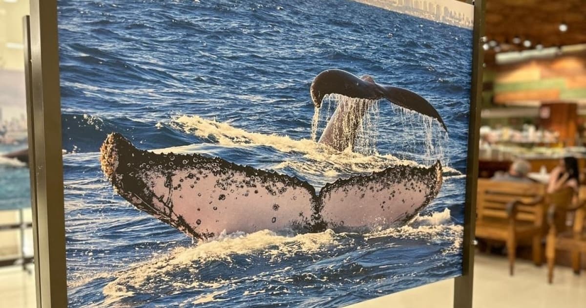 Mostra fotográfica com baleias urbanas chega ao Shopping Barra