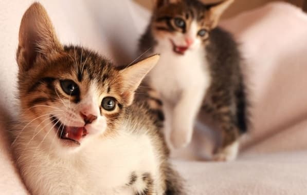 Feira Miau-dota promove adoção de gatos em Salvador; confira cronograma 