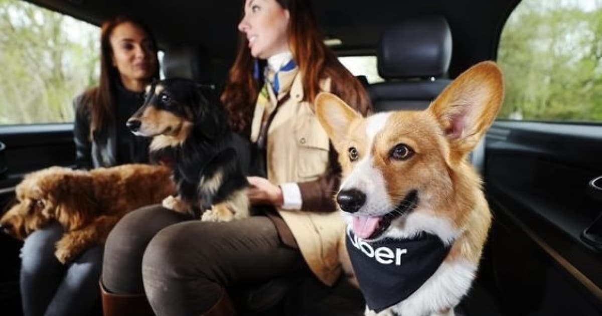 Uber Pet chega em Salvador como opção de transporte para animais de estimação 