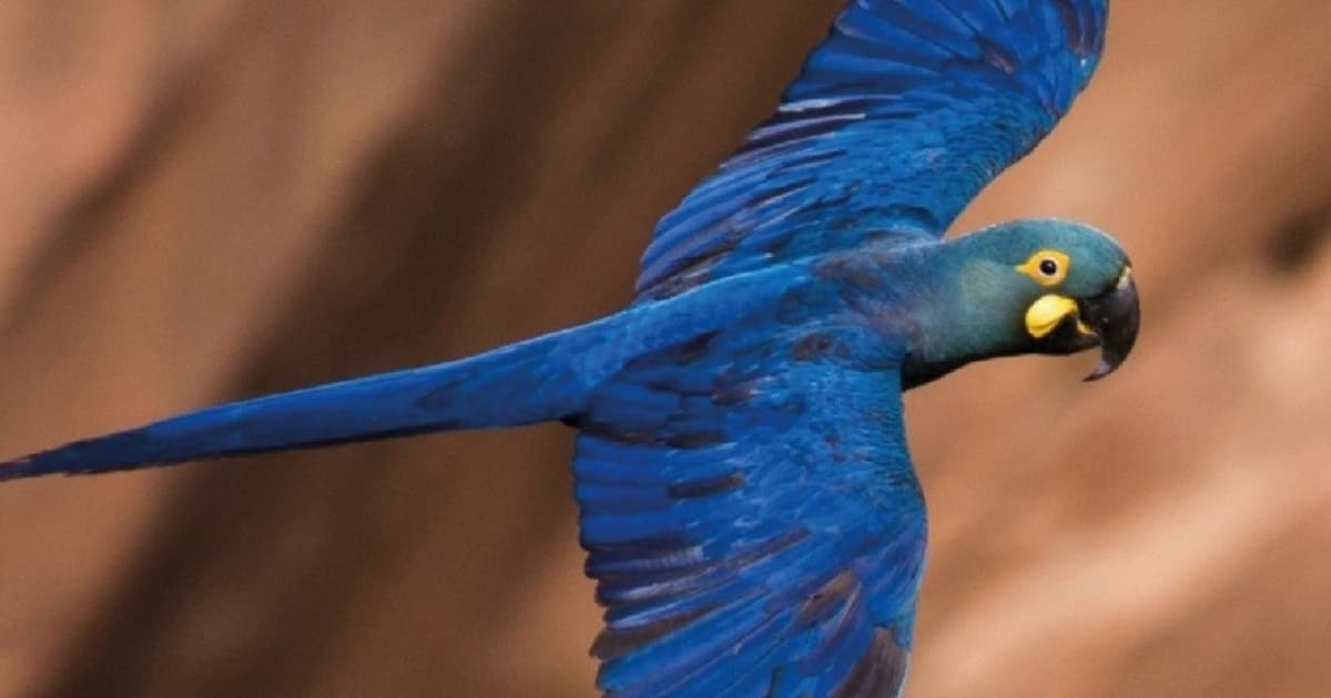 Primeiro roteiro de observação de aves do Brasil é lançado com espécies catalogadas na Bahia