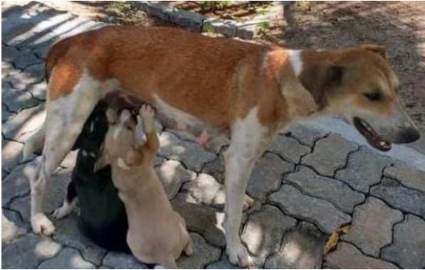 Membros da Justiça Federal na Bahia criam rede protetora para salvar animais abandonados na sede de Salvador