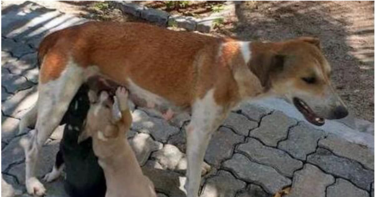 Membros da Justiça Federal na Bahia criam rede protetora para salvar animais abandonados na sede de Salvador