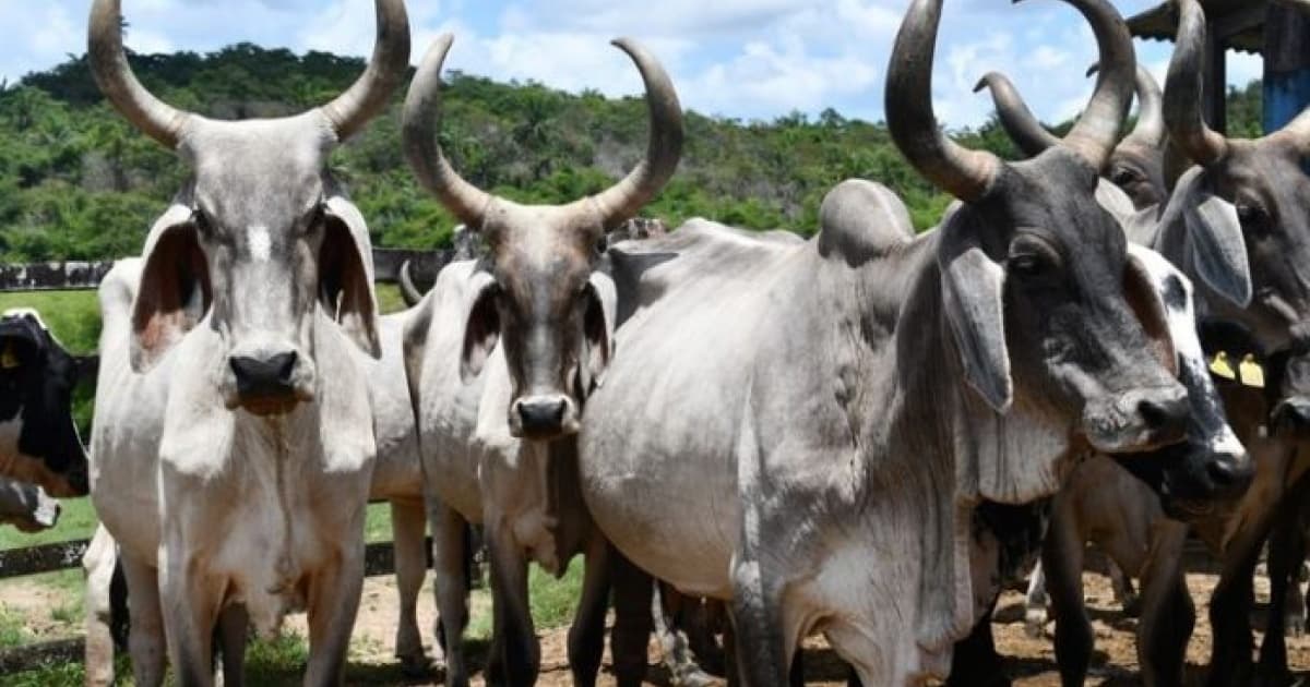 Adab deverá pagar R$ 30 mil em danos morais por abate arbitrário de 23 cabeças de gado