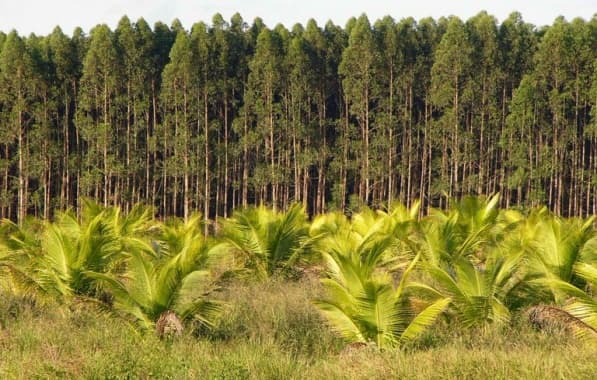 Plantio de eucalipto em terras indígenas no extremo sul da Bahia será alvo de investigação do MPF