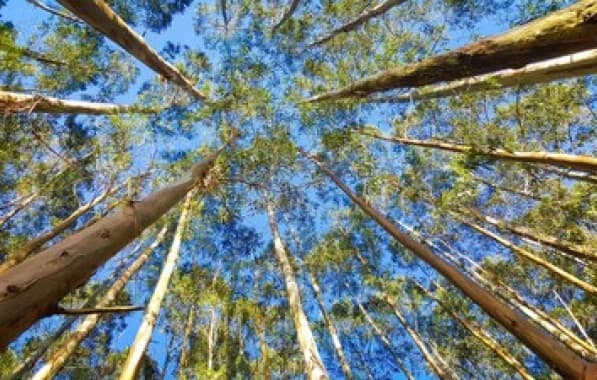 MPF ajuiza ação para proteger territórios tradicionais do sul da Bahia contra o plantio de eucaliptos