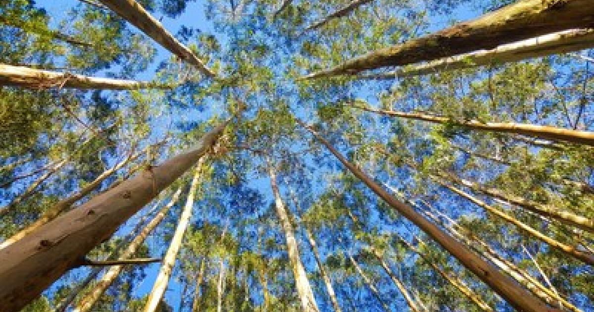 MPF ajuiza ação para proteger territórios tradicionais do sul da Bahia contra o plantio de eucaliptos