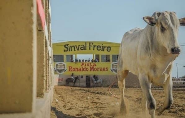 MP recomenda medidas de proteção dos animais que participarão de vaquejadas no norte da Bahia