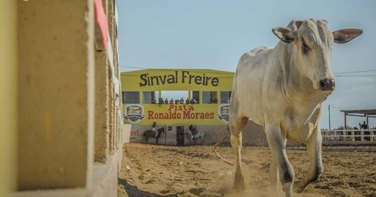 MP recomenda medidas de proteção dos animais que participarão de vaquejadas no norte da Bahia