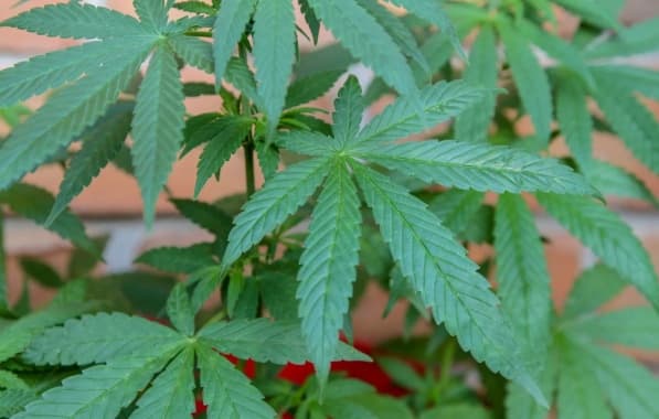 STJ concede salvo-conduto para cultivo de cannabis a paciente que importa óleo com autorização da Anvisa