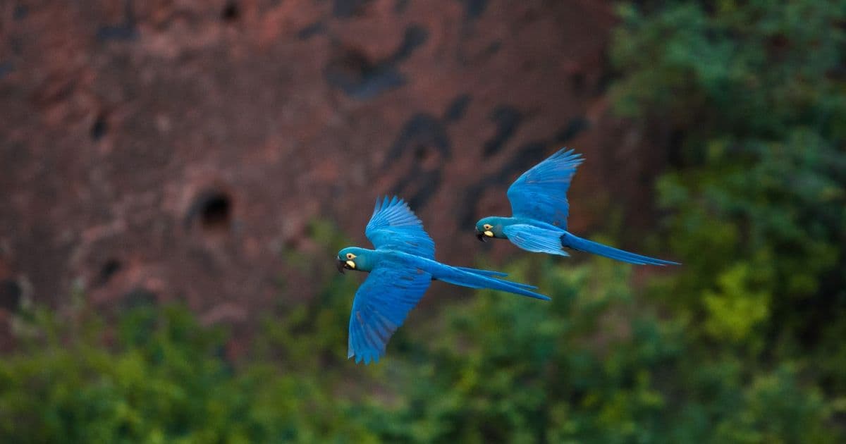 Arara ameaçada de extinção volta a ocupar caatinga baiana