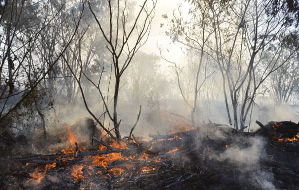 Área queimada no Brasil em 2022 superou 2021; Bahia teve queda em número de incêndios