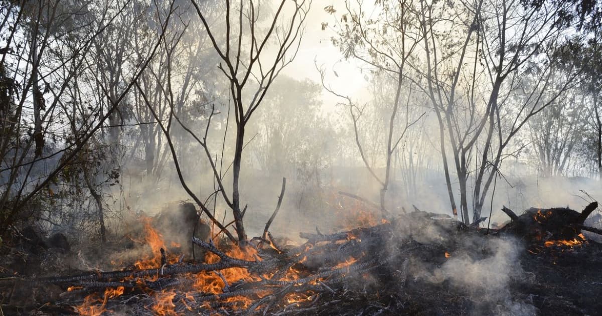 Área queimada no Brasil em 2022 superou 2021; Bahia teve queda em número de incêndios