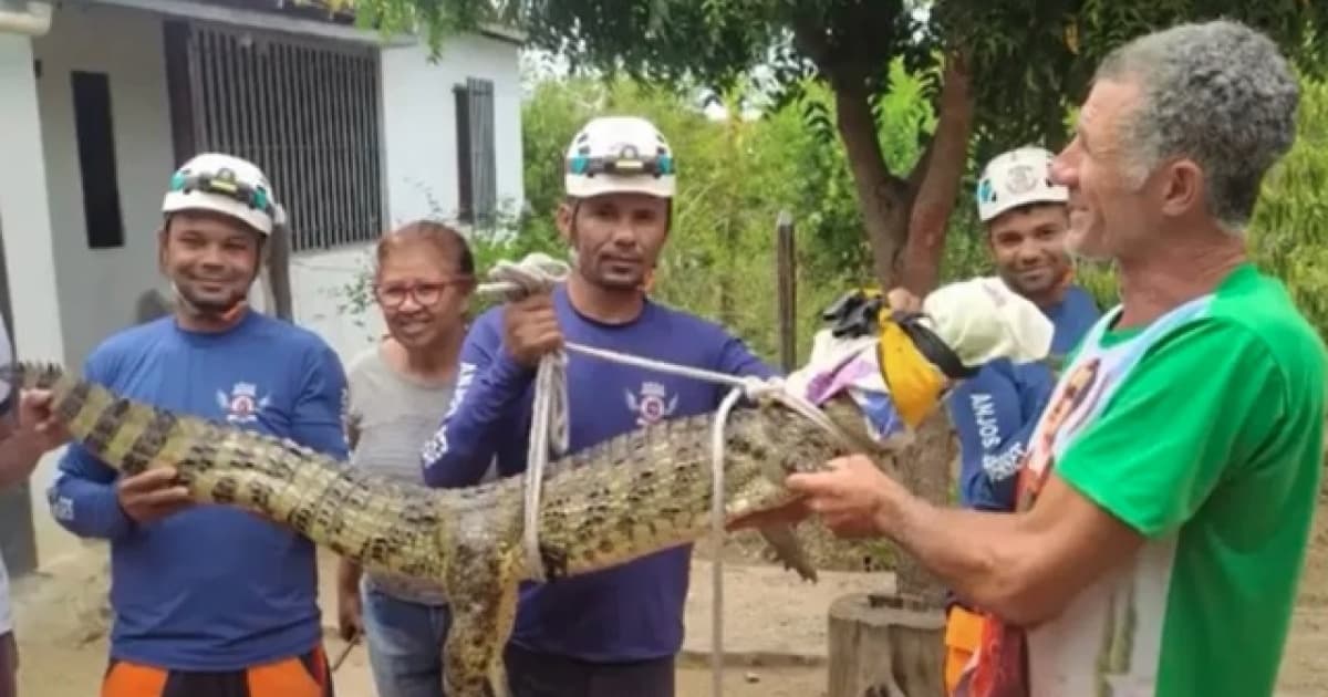 Riachão do Jacuípe: Jacaré com quase 2 metros é encontrado na zona rural 