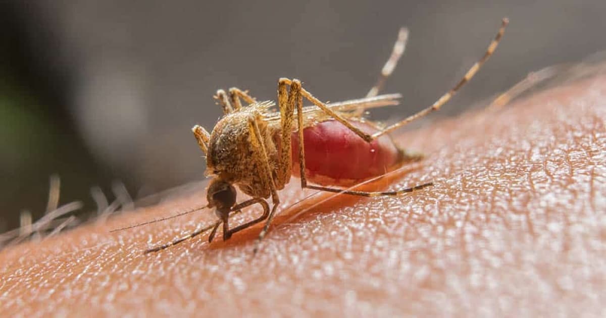 Dois casos de malária são diagnosticados no norte da Bahia