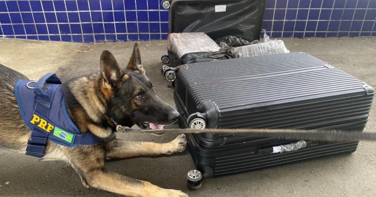 Com cães farejadores, ação apreende 51 kg de drogas em trecho da BR-116 de Vitória da Conquista