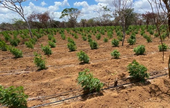 PM-BA erradica 120 mil pés de maconha de roça em Umburanas