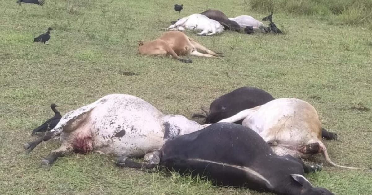 Fio de alta tensão cai em árvore e deixa mais de 10 vacas mortas no Sul baiano