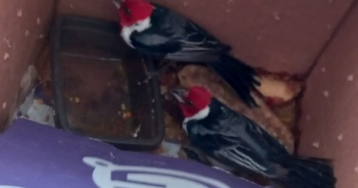 Aves silvestres são encontradas dentro de ônibus que fazia linha até São Paulo