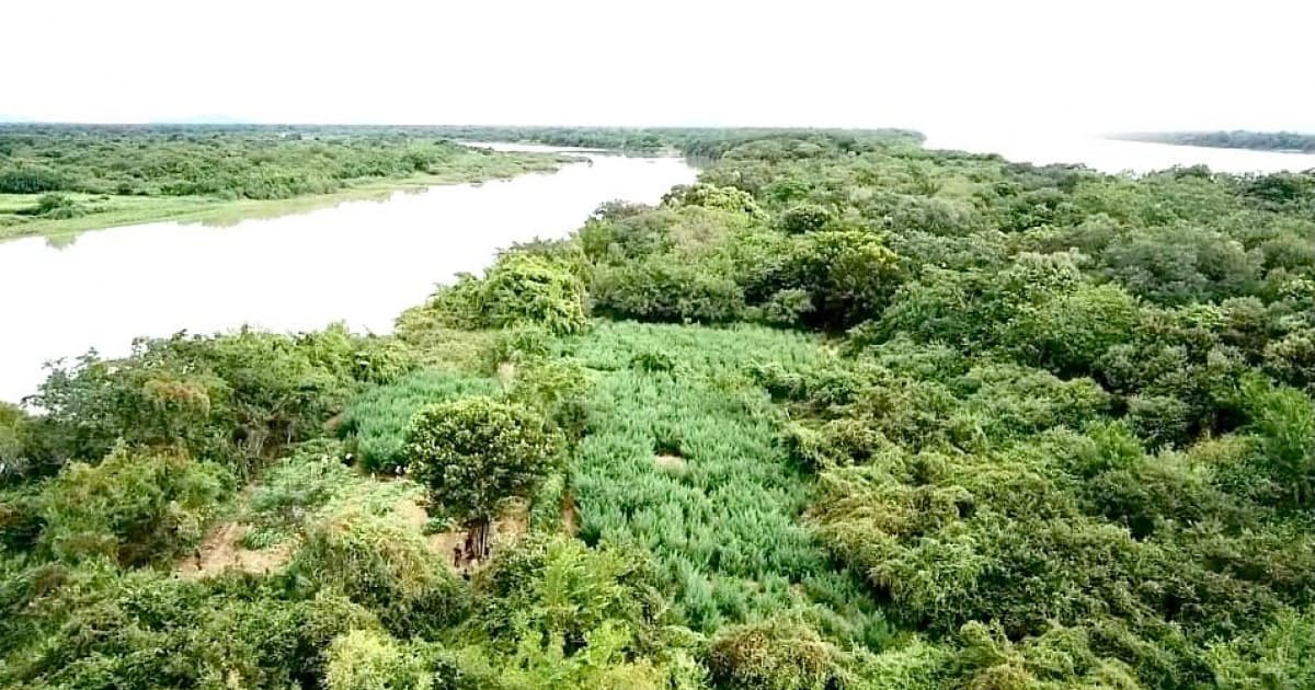 PM descobre 40 mil pés de maconha com uso de drones em margem do Rio São Francisco