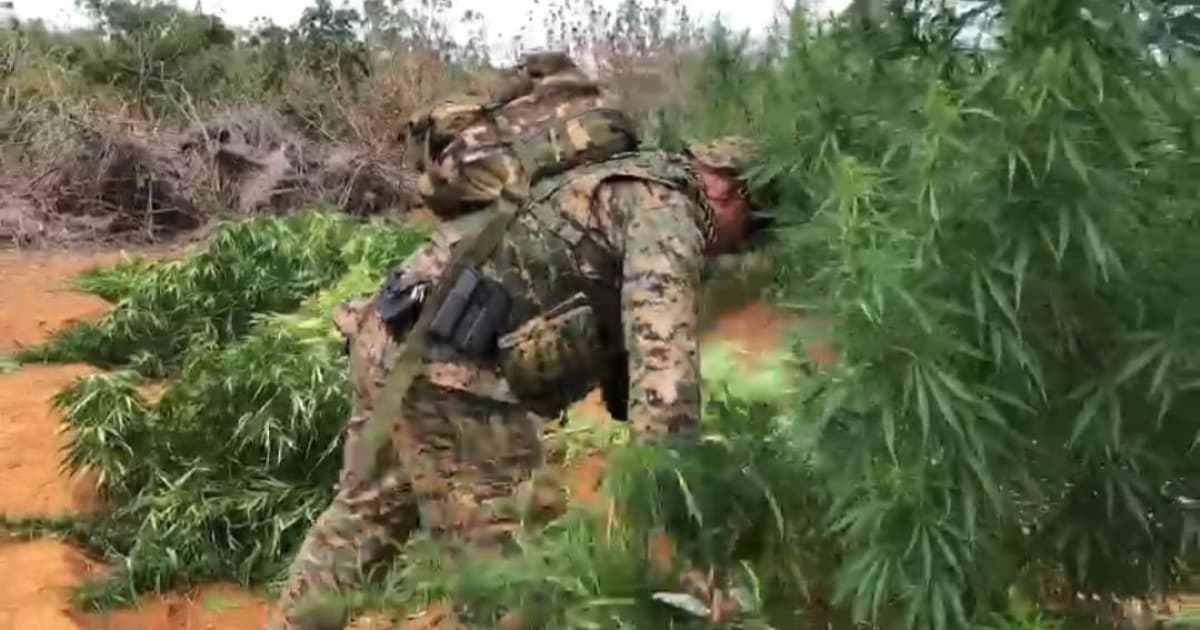 Polícias Federal e Militar erradicam mais de 13 mil pés de maconha na Bahia