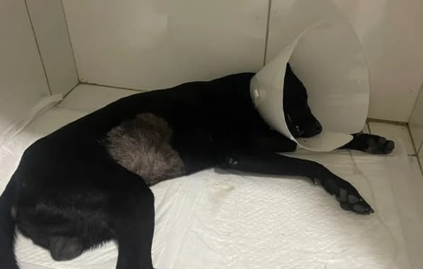 Cachorro sofre espancamento no interior baiano; animal chegou a ser dado como morto