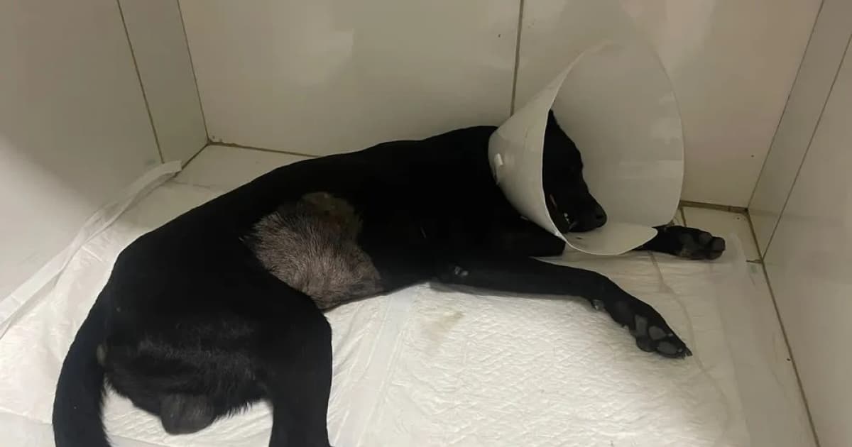 Homem que espancou cachorro a pauladas em Itaberaba tem prisão preventiva decretada