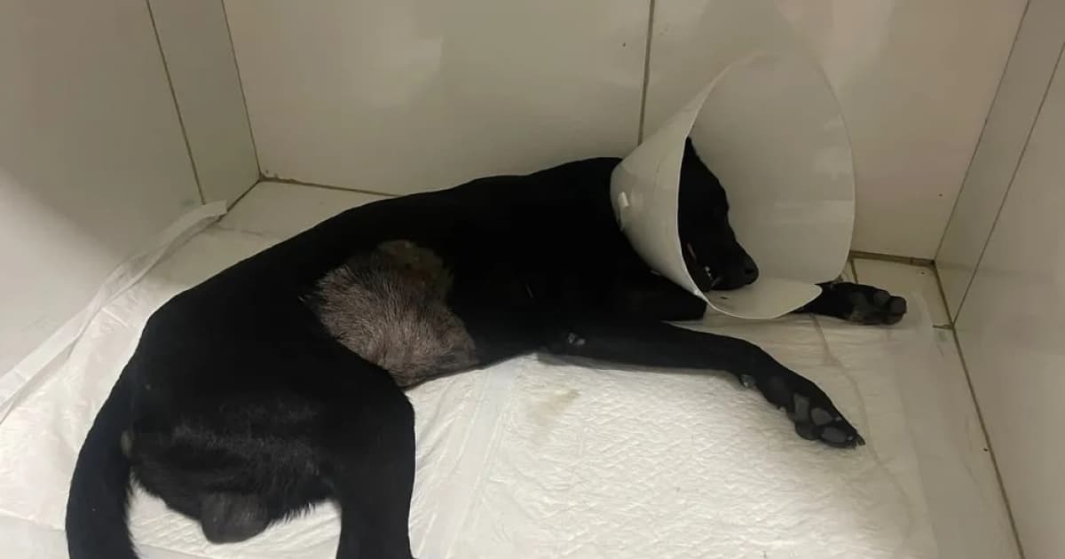 Polícia prende homem suspeito de espancar cachorro a pauladas em Itaberaba