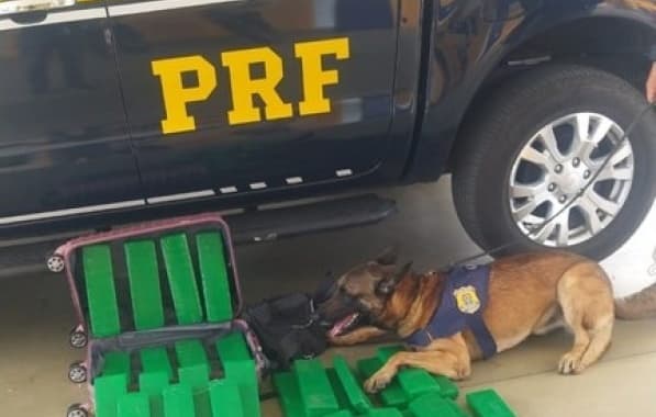Com cão farejador, PRF apreende 24 kg de maconha com passageira de ônibus no Sudoeste baiano