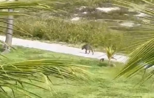 VÍDEO: Raposa é avistada “visitando” resort em Praia do Forte