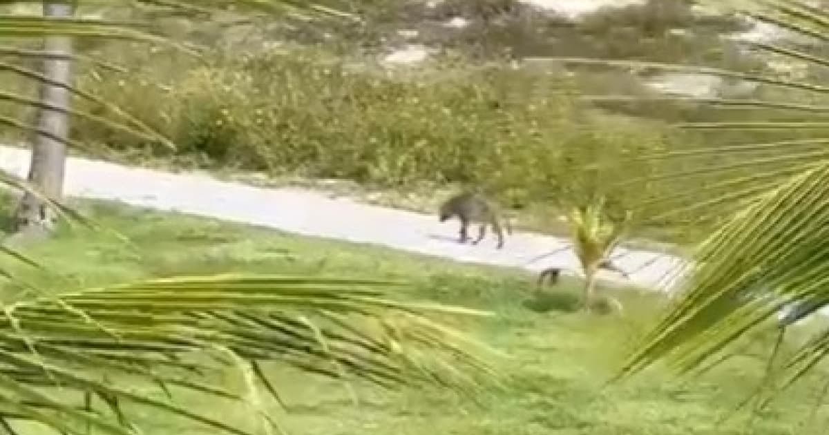 VÍDEO: Raposa é avistada “visitando” resort em Praia do Forte