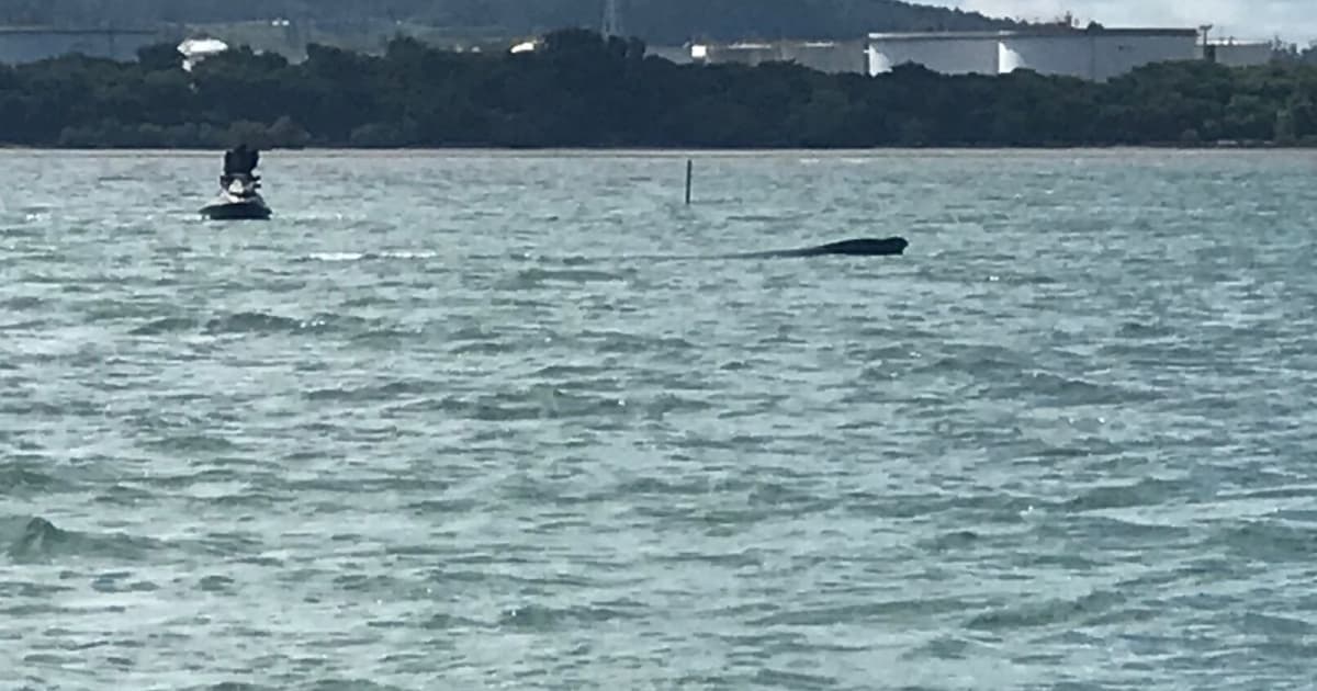 Equipe tenta salvar baleia jubarte “presa” em águas rasas de Madre de Deus