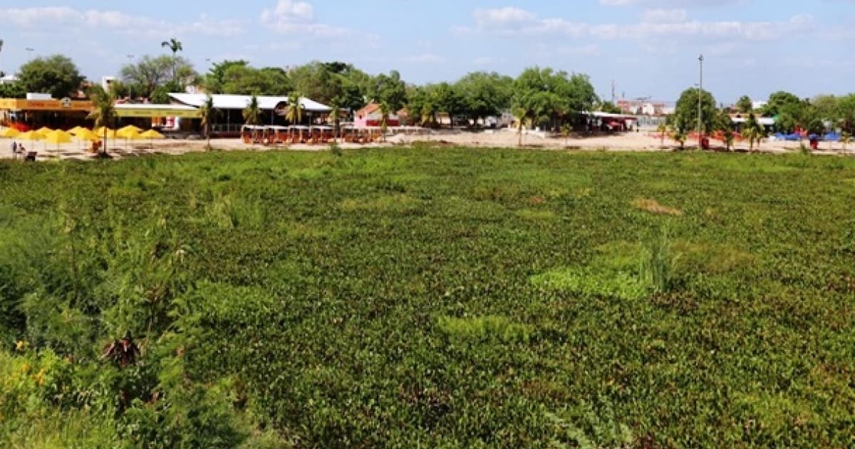 Decisão obriga Chesf a remover planta invasora em balneário de Paulo Afonso