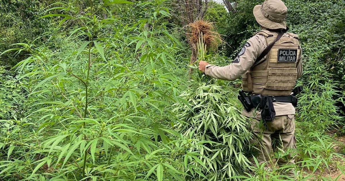 Polícia erradica pés de maconha