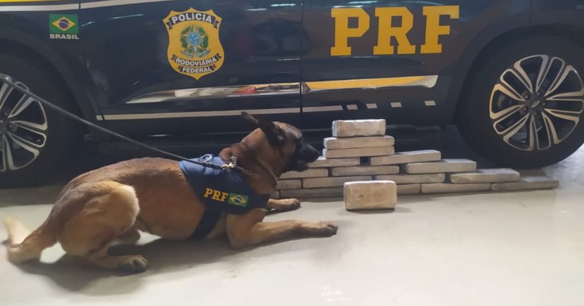 Com ajuda de cão, PRF apreende 16 Kg de drogas em ônibus que passava por Conquista