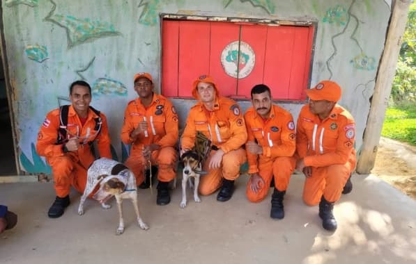 Cachorros perdidos por oito dias em morro na Bahia são resgatados por bombeiros 