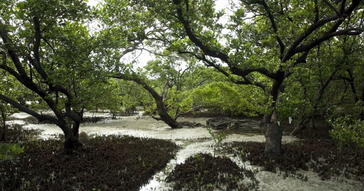 Bahia sedia fórum internacional de educação ambiental em áreas de manguezais