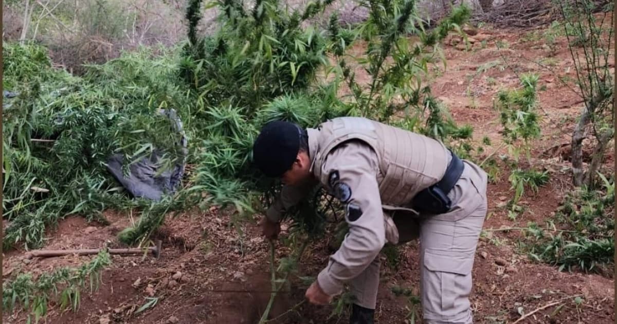 PM erradica plantação e apreende 17kg de maconha em Campo Formoso